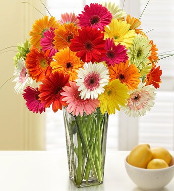 Happy Gerbera Daisies, 24 Stems