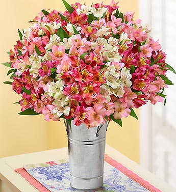 Peruvian Lilies Blooms