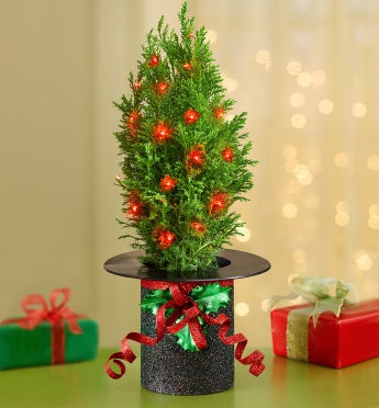 Christmas Cheer Cypress Tree