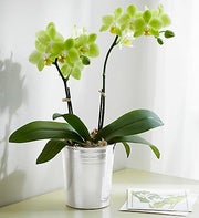 Sunny Days Orchid
