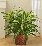 Dracaena Gold Star Floor Plant