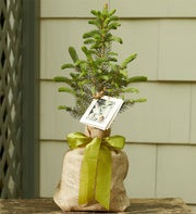 /Colorado Blue Spruce Tree