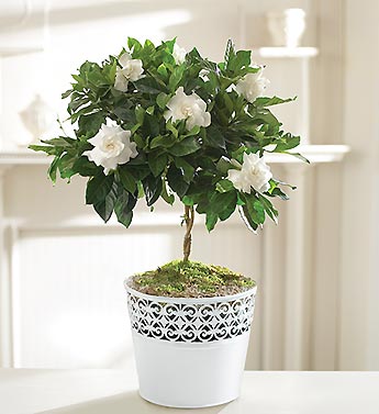 Sweet Memory Gardenia Topiary