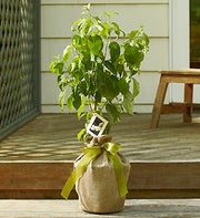 Our New Home Dogwood Tree