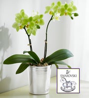Swarovski � Phalaenopsis Orchid