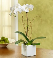 Majestic Orchid