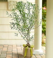 Willow Tree for Sympathy