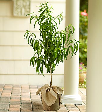 Peach Tree for Sympathy