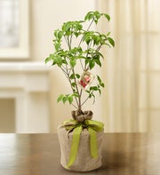 Pink Dogwood Tree for Sympathy