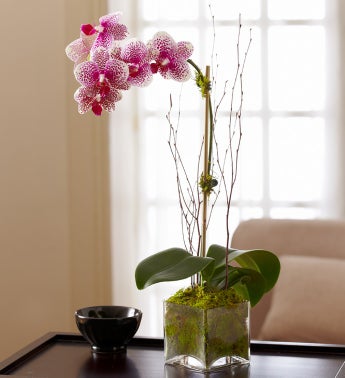 Blushing Pink Orchid
