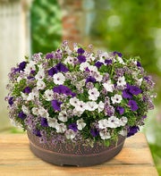 Proven Winners� Velvet Skies Dish Garden