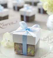 Blue Ribbon Oak Tree Seedlings