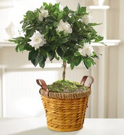 Gardenia Topiary for Sympathy