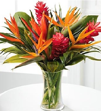 Birds of Paradise