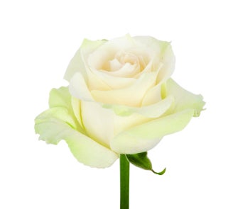 Mondial Roses- Special Order!