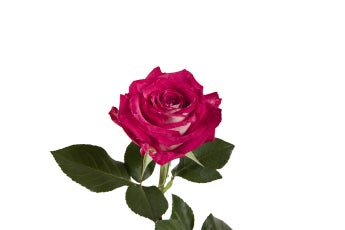 Dynamite Roses- Special Order!