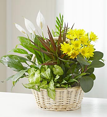 Dish Garden with Fresh Cut Flowers