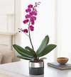 Phalaenopsis in Black and Silver Planter