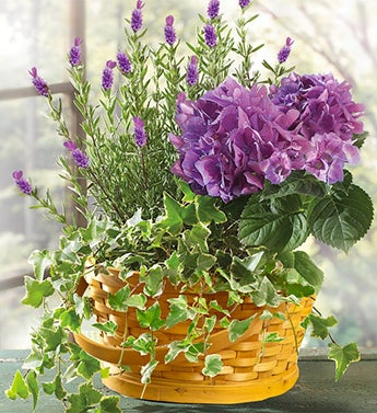 Lavender Dish Garden