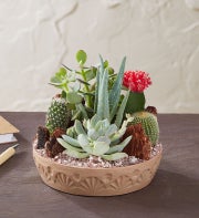 Cactus Dish Garden