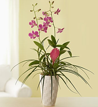 elegant dendrobium & pink bromeliad in planter