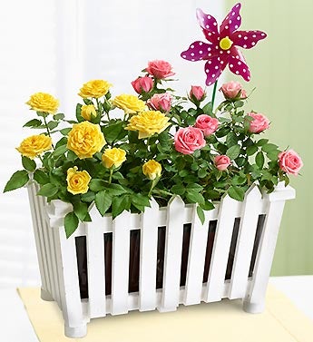 Charming Rose Garden