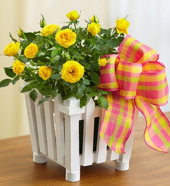 Charming Rose Garden
