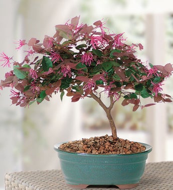 Fringe Flower Bonsai