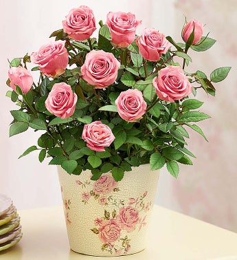 Classic Budding Rose