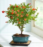 Pomegranate Bonsai