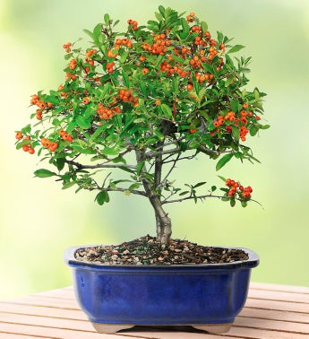 Dwarf Pyracantha Bonsai