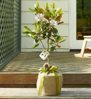 Nurturing Magnolia Tree