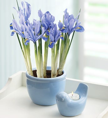 Blue Bird Iris