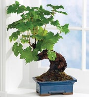 Wine Grape Bonsai