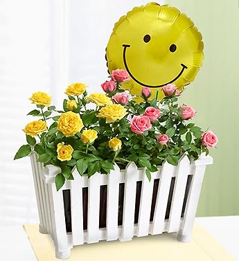 Send a Smile Rose Garden