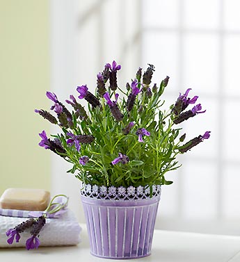 Fresh Scent Lavender