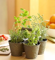 Herb Quartet