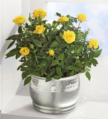 Yellow Mini Rose Plant in Silver Planter