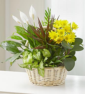 With Love Dish Garden & Fresh Cut Flowers