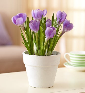 Silk Crocus Blooms