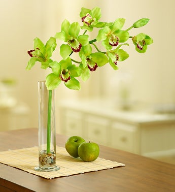 Green Silk Cymbidium Orchid
