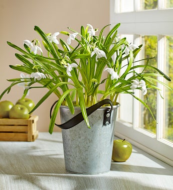 Silk Snowdrops in Metal Planter