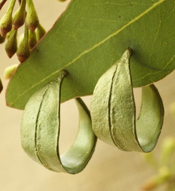 Eucalyptus Hoop Earrings