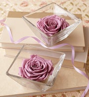 Infinite Rose Bloom Lavender