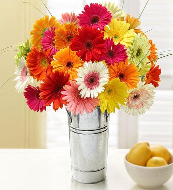 Happy Gerbera Daisies, 12-24 Stems