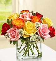 Modern Roses - One Dozen