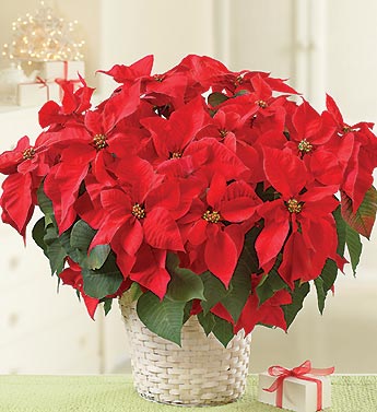 Poinsettia Plant for Sympathy