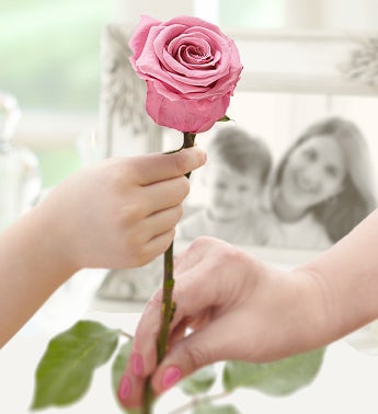 Infinite Colored Roses