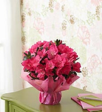 Azalea