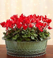 Cyclamen